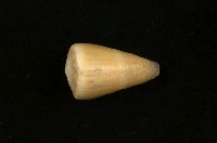 藏品(紫霞芋螺)的圖片